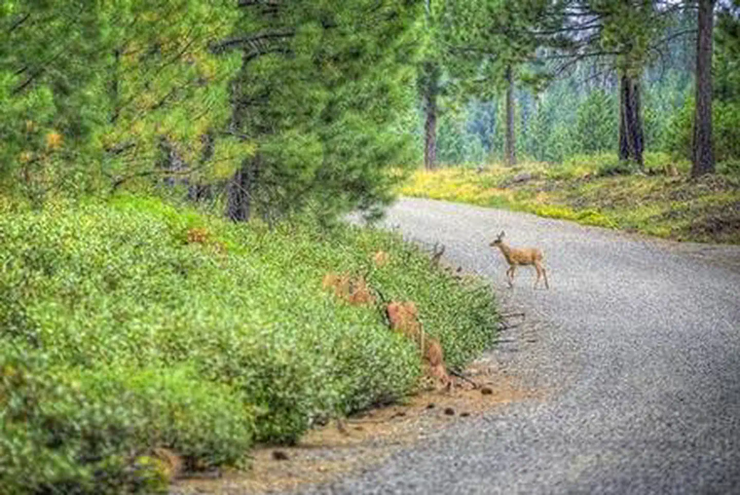 COLD SPRINGS CAMPGROUND (OR) photo
