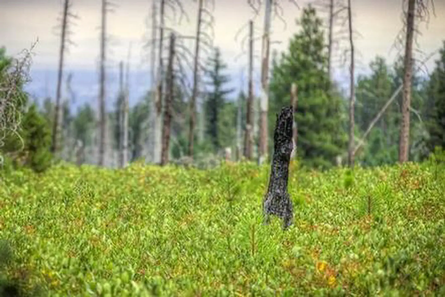 COLD SPRINGS CAMPGROUND (OR) photo 2