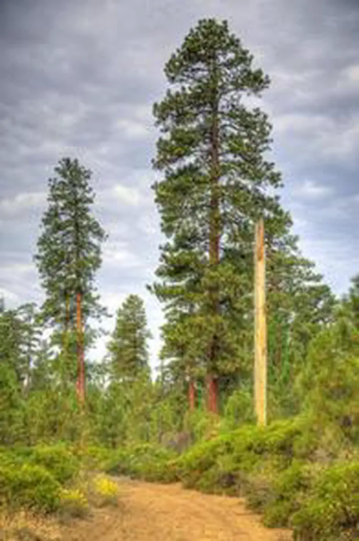 COLD SPRINGS CAMPGROUND (OR) photo 3