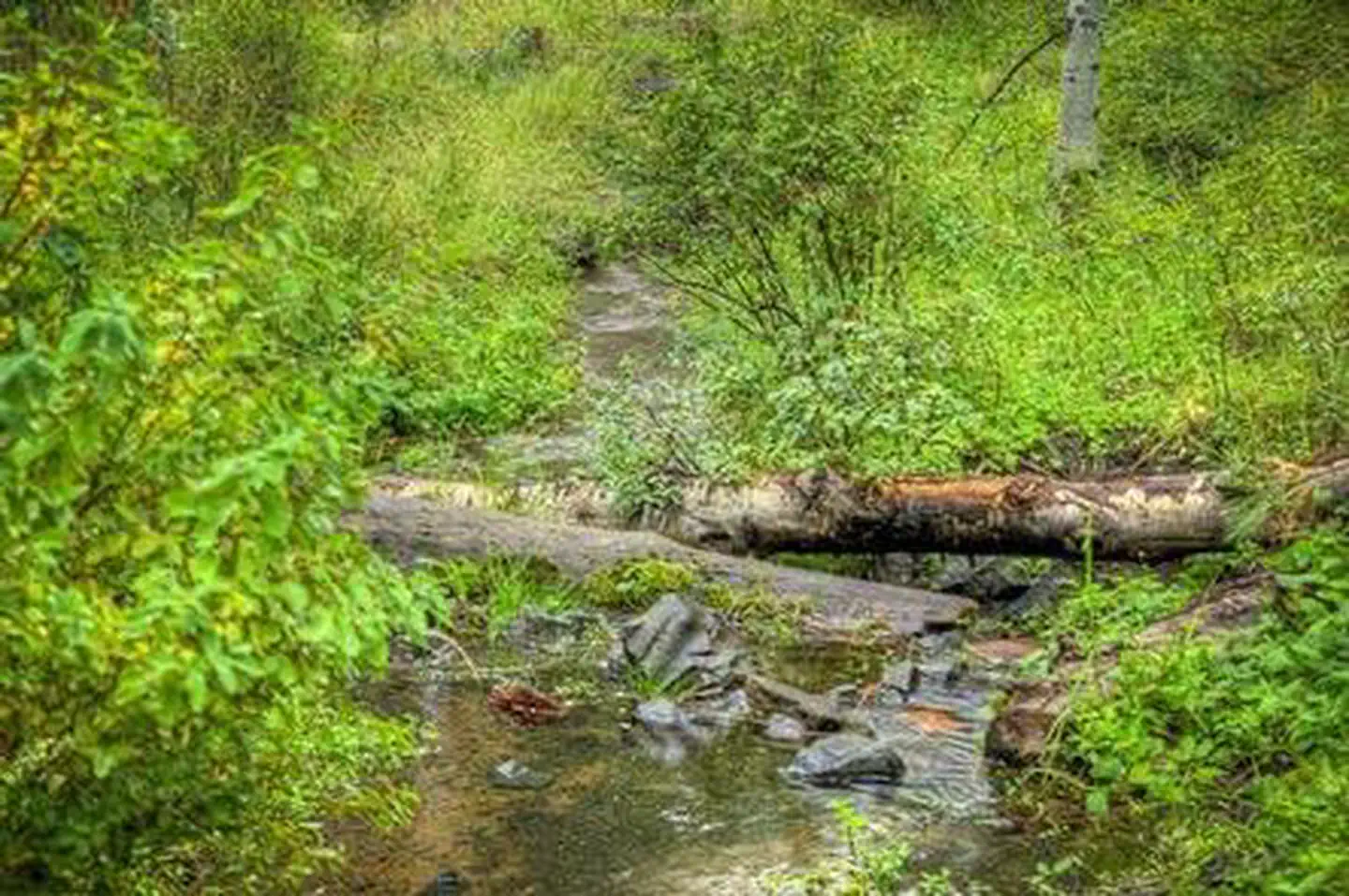 COLD SPRINGS CAMPGROUND (OR) photo 4