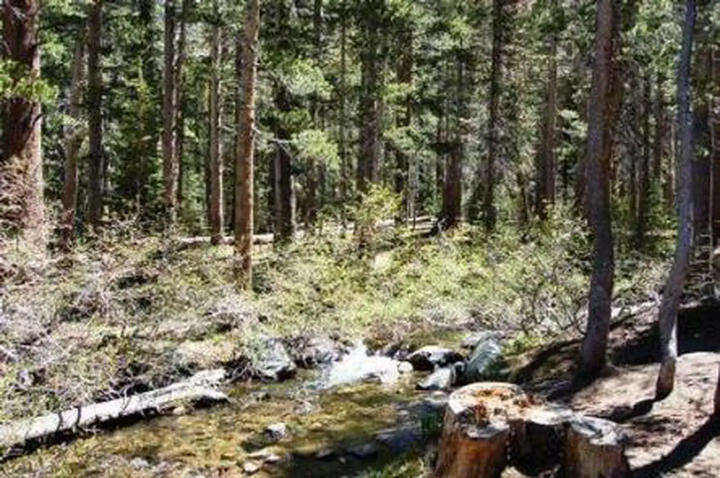Coldwater Campground - Inyo NF (CA) photo 2