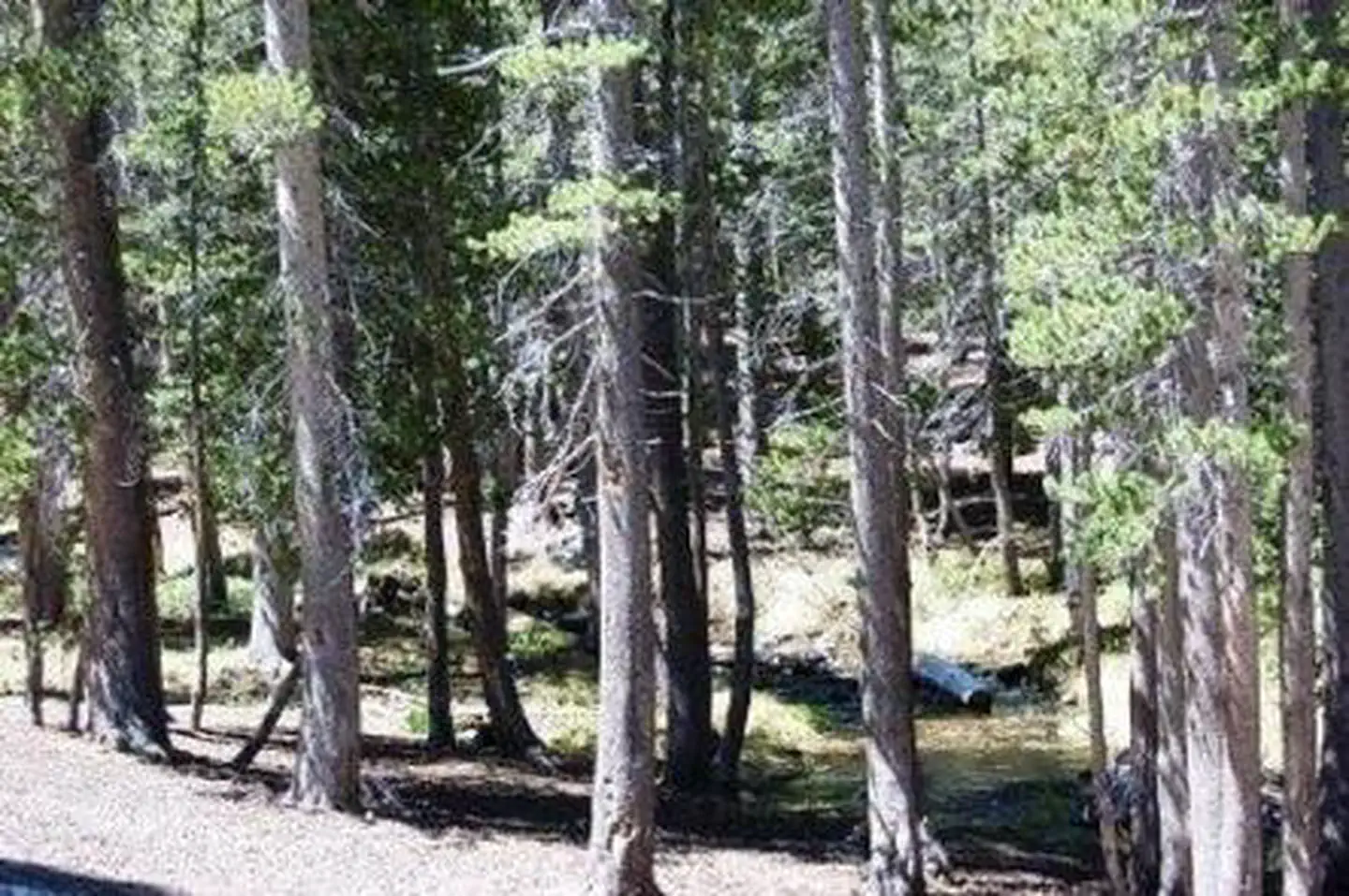 Coldwater Campground - Inyo NF (CA) photo 3