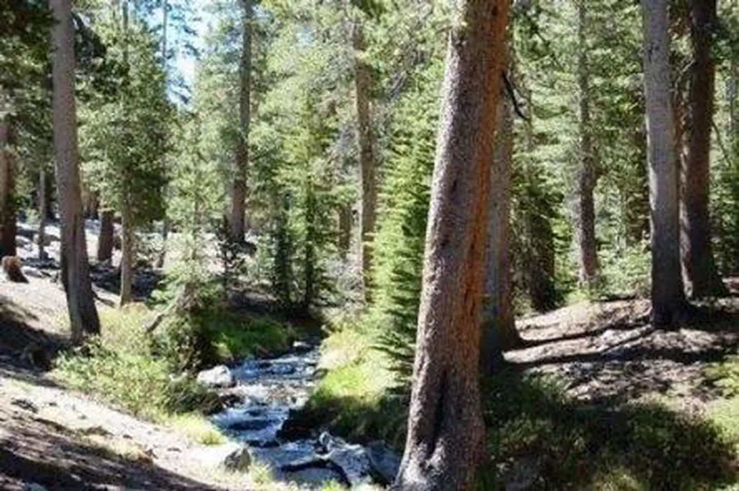 Coldwater Campground - Inyo NF (CA) photo 4