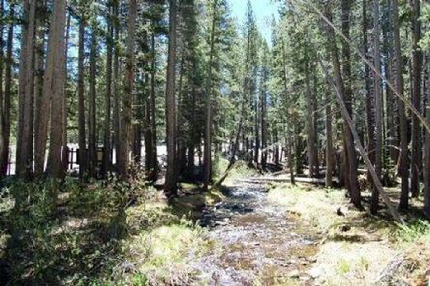 Coldwater Campground - Inyo NF (CA) photo 5