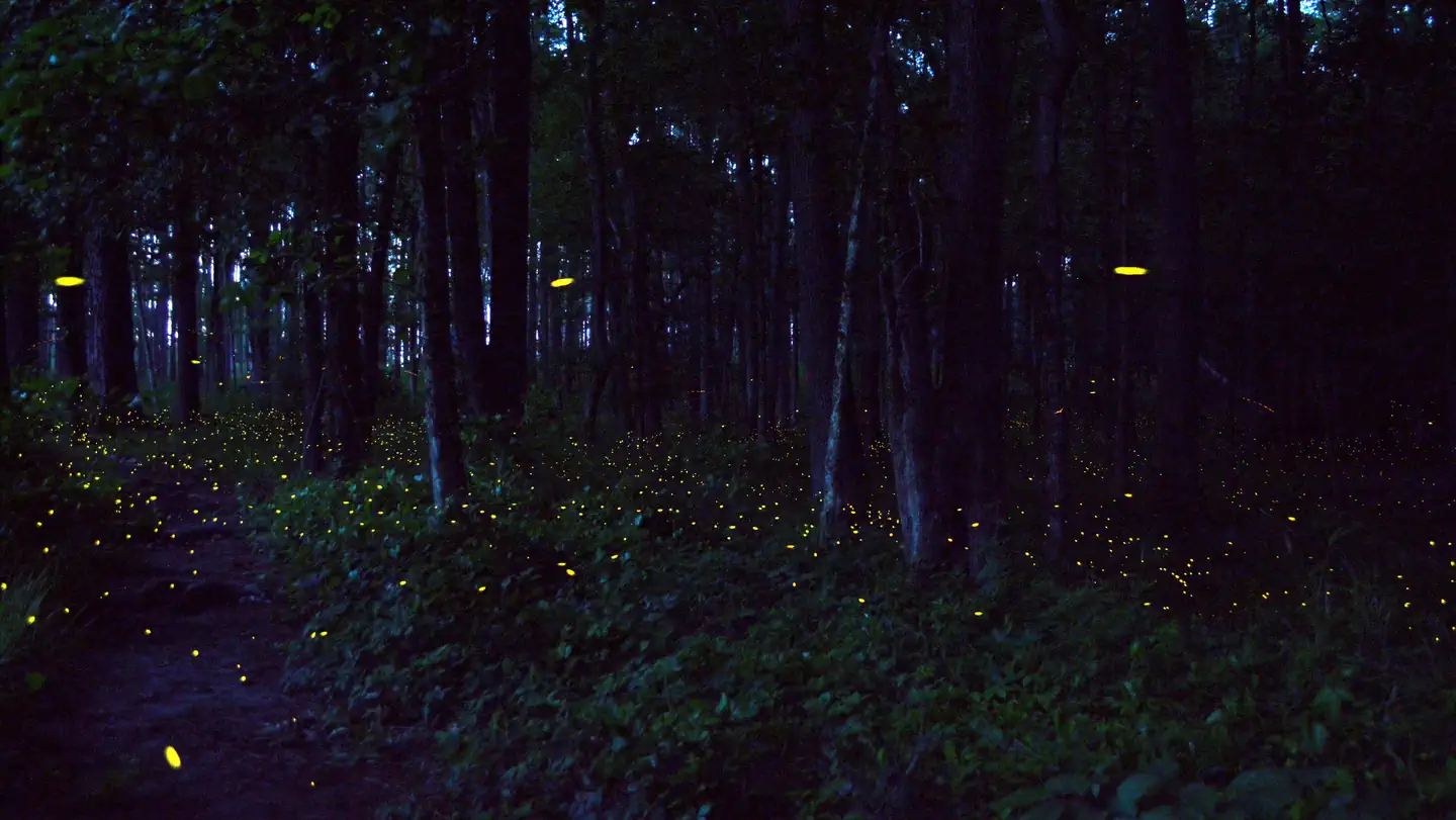 Congaree National Park Firefly Viewing Lottery photo
