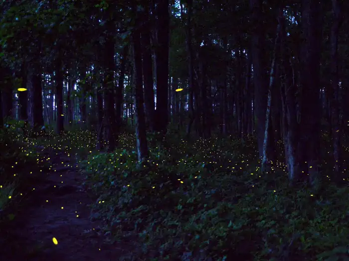 Congaree National Park Firefly Viewing Lottery photo 2