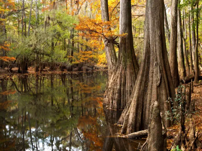 Congaree National Park Ranger-Guided Canoe Tours photo 3