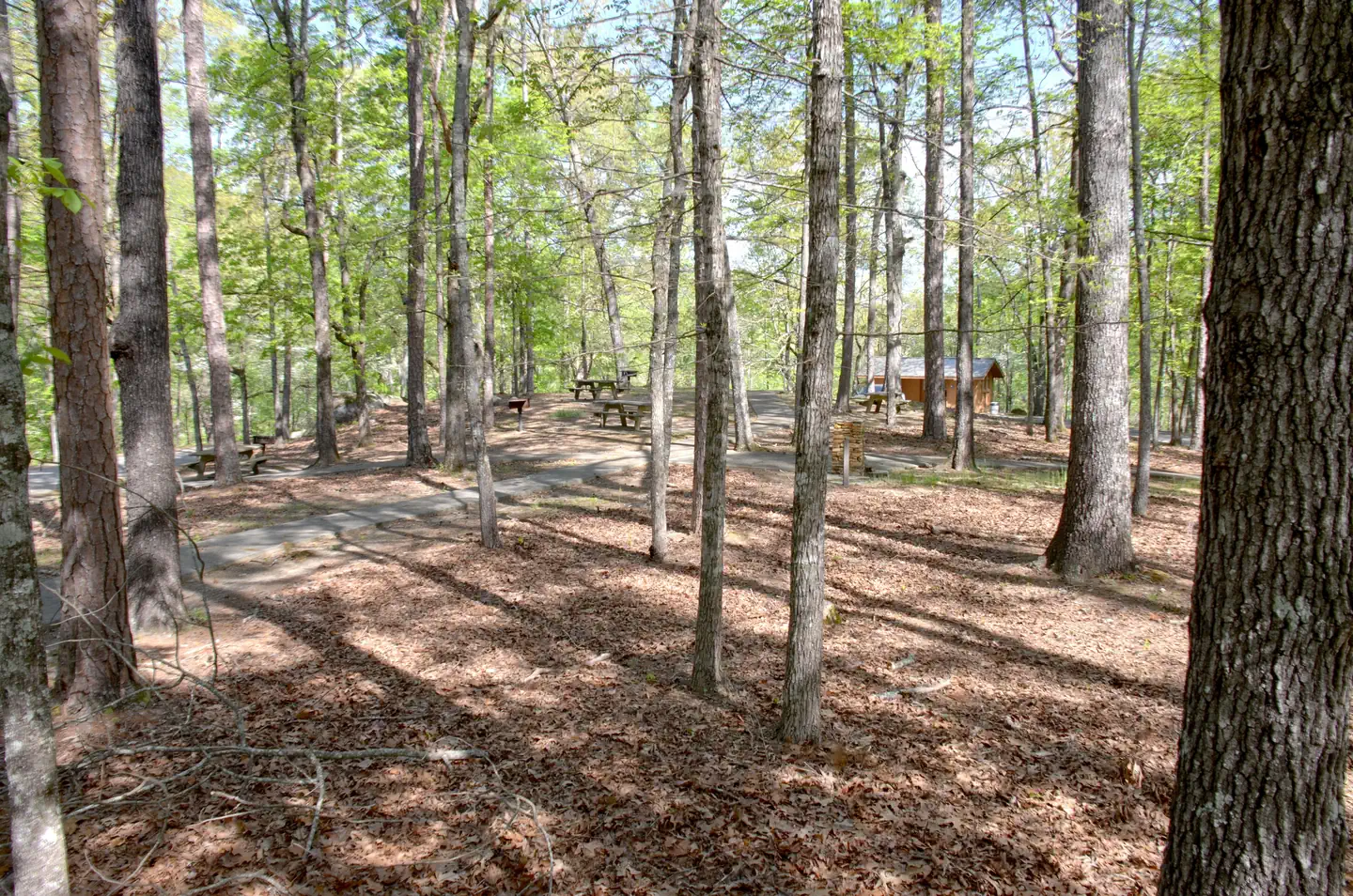 COOPER BRANCH No 2 DAY USE AREA (GA) photo 2