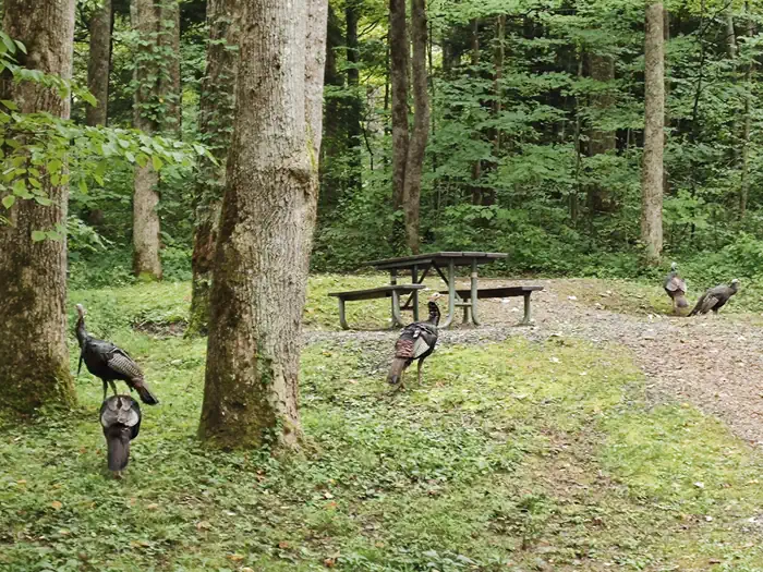 COSBY CAMPGROUND photo 5
