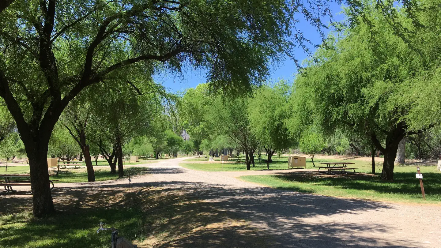 Cottonwood (Big Bend, TX) photo