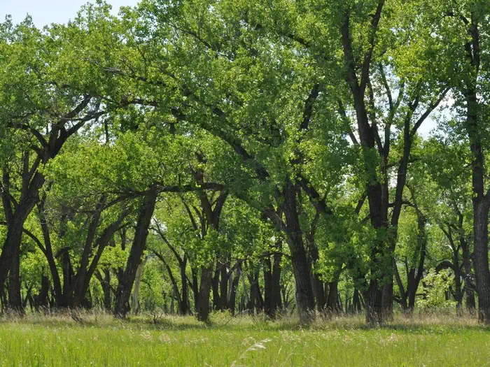 Cottonwood Campground (ND) photo 3