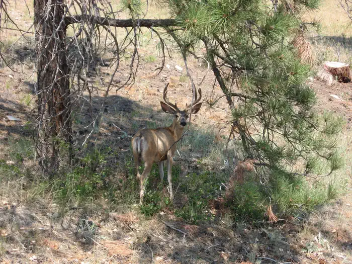Cottonwood Springs Campground photo 5