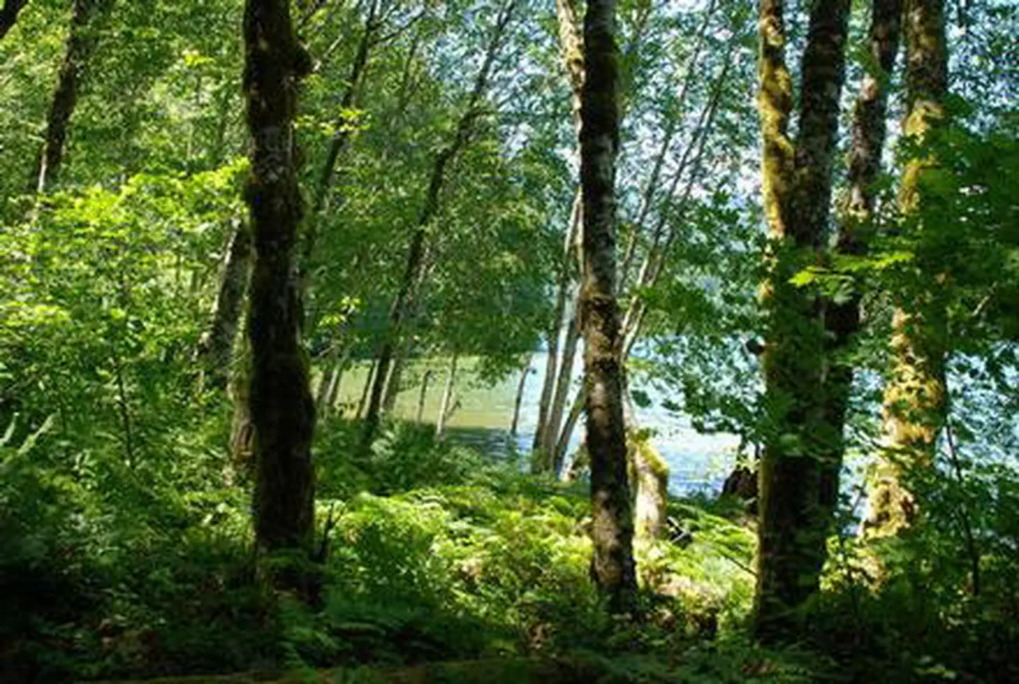 Cove Creek (OR) photo 2