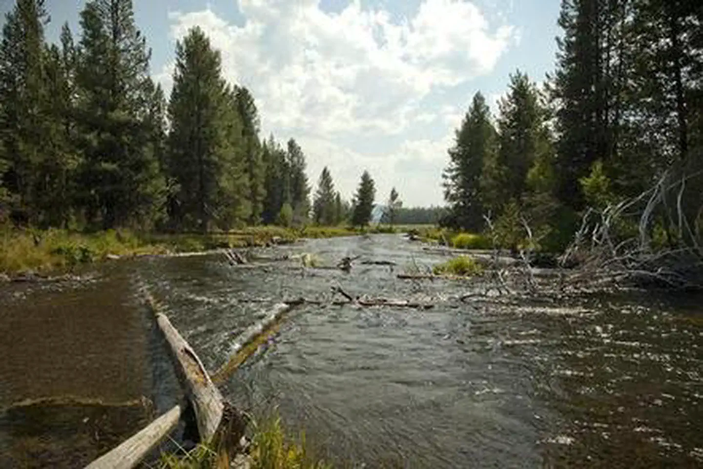 COW MEADOW CAMPGROUND photo 5
