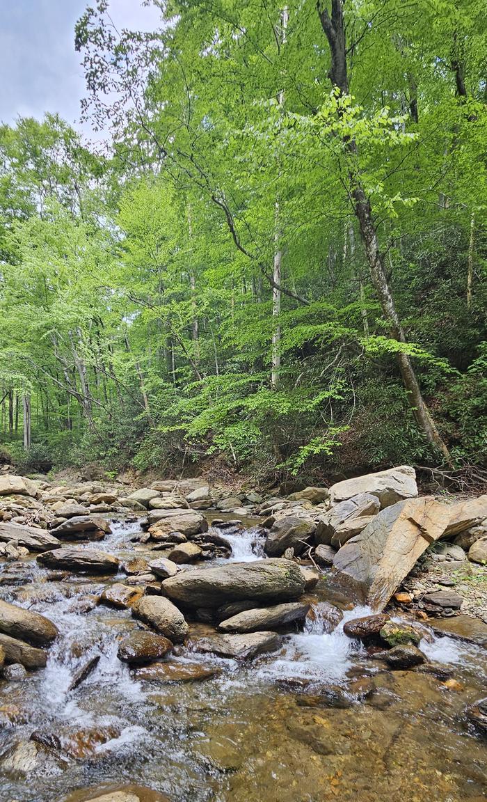 CURTIS CREEK CAMPGROUND (NC) photo 4