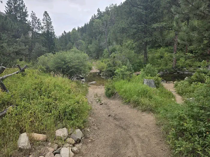 Curtis Gulch Campground photo 2
