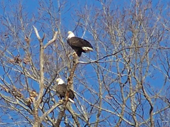 Dale Hollow Lake Eagle Watch photo 3