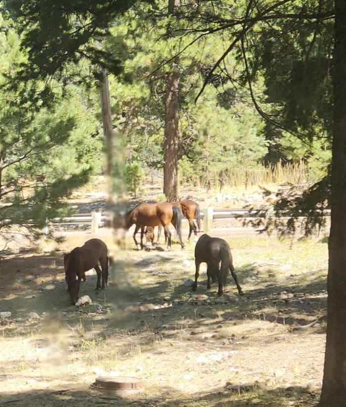 Deerhead Campground photo 5