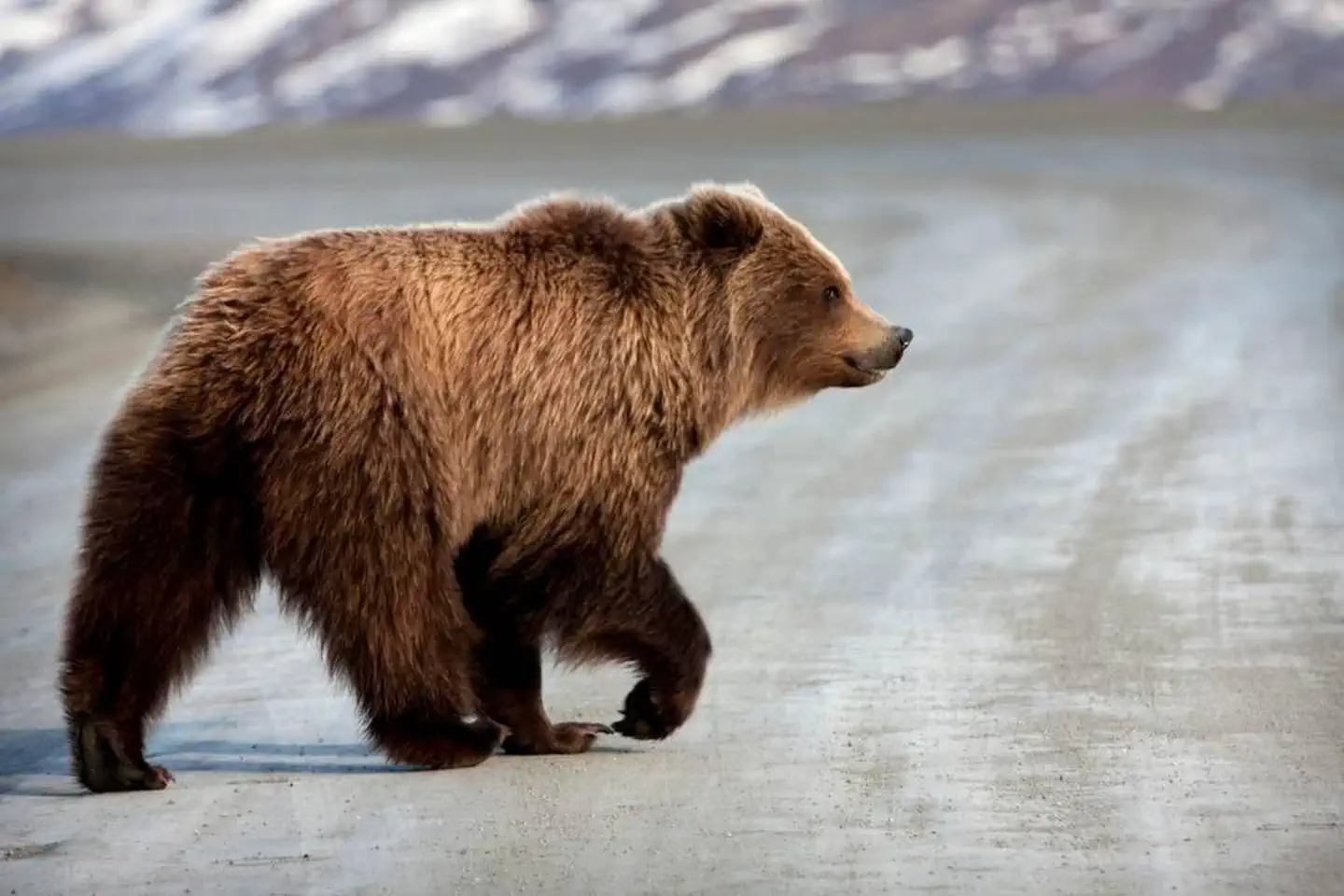 Denali Park Road Timed Entry (2020) photo 4