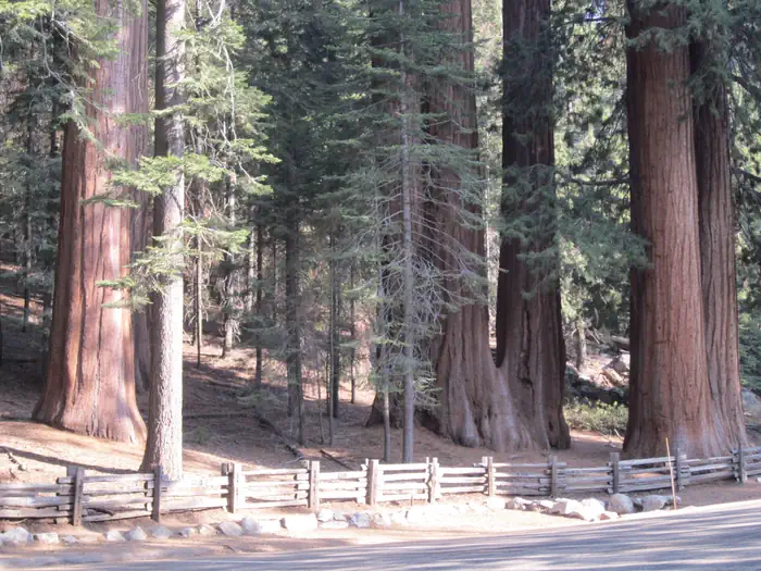 Dorst Creek Campground-Sequoia and Kings Canyon National Park photo 2