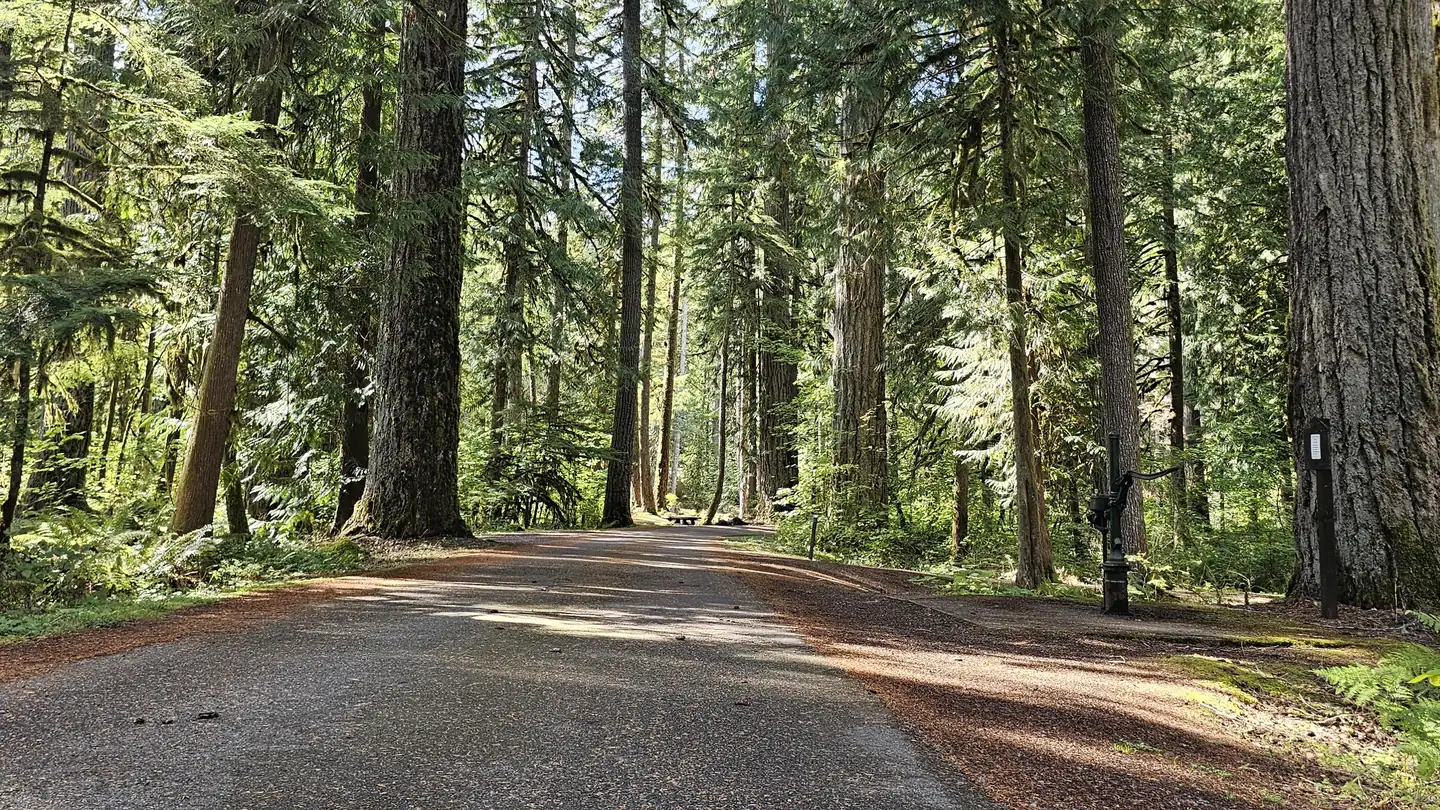 Douglas Fir Campground photo