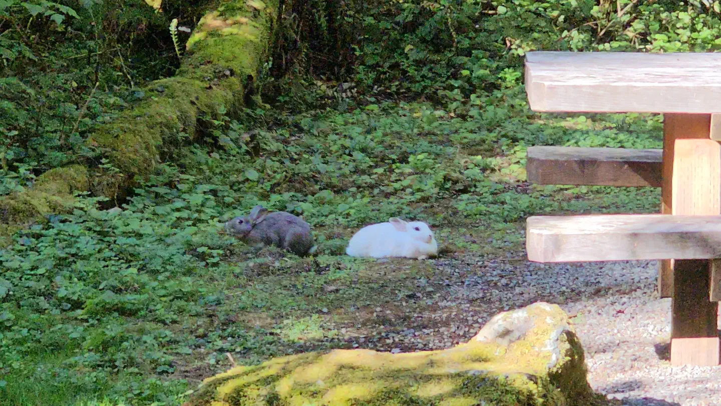 Douglas Fir Campground photo 4