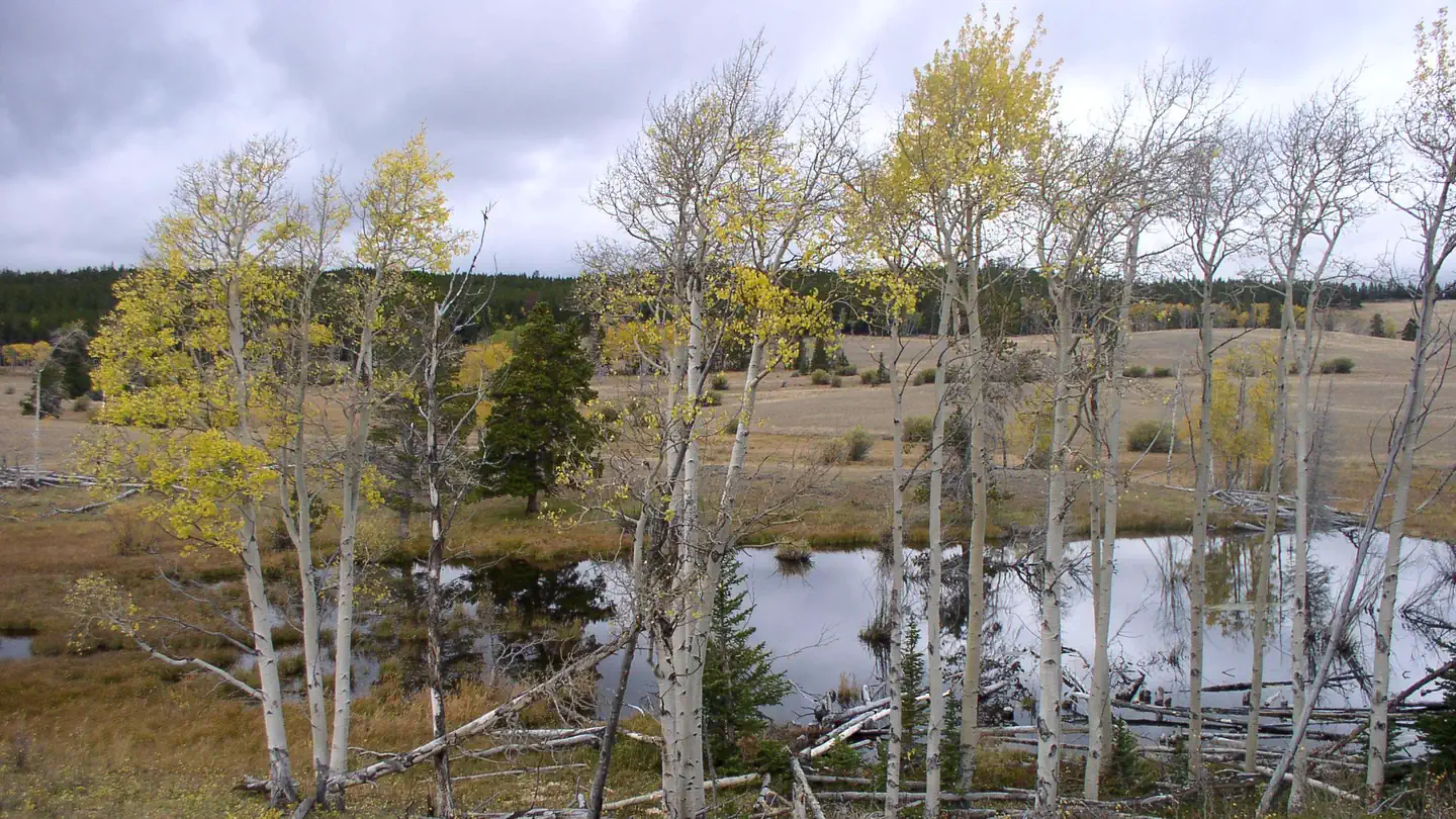 DOYLE CREEK CAMPGROUND photo
