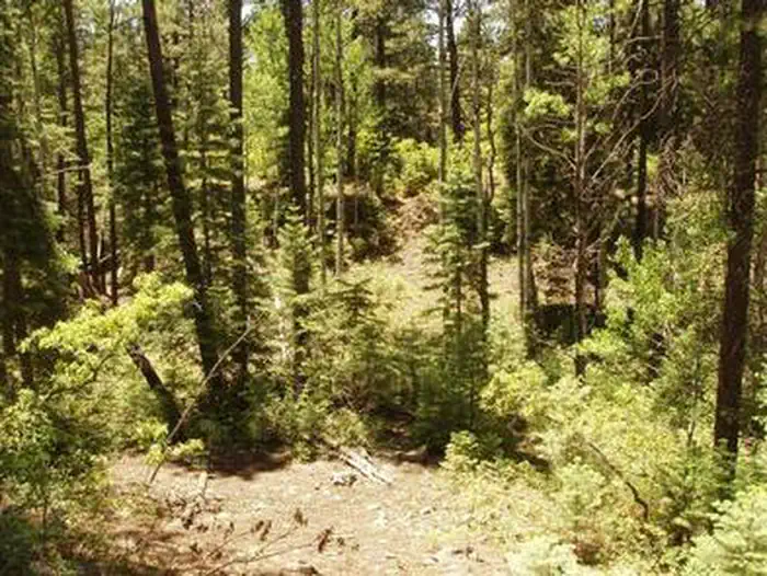 East Fork Campground (San Juan NF - CO) photo 5