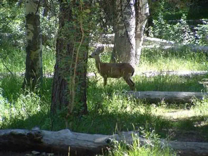 EAST MEADOW CAMPGROUND photo 4