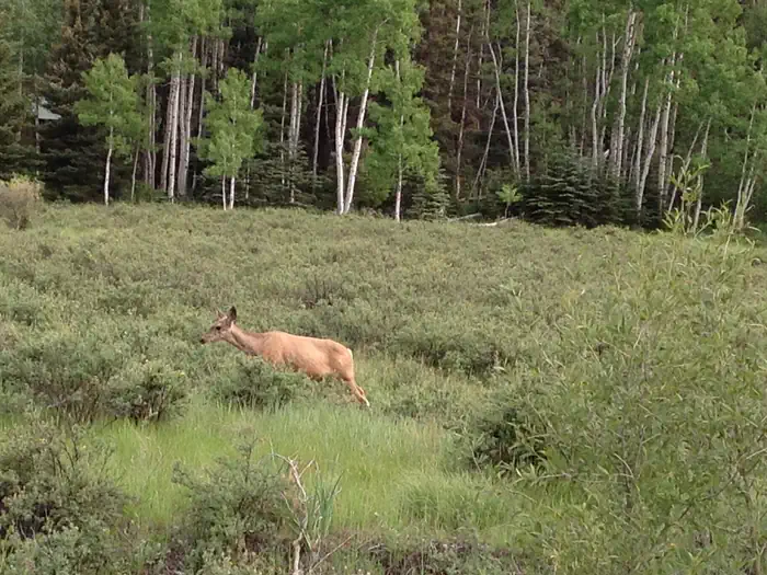 ELK CREEK CAMPGROUND (RIO GRANDE NF) photo 3