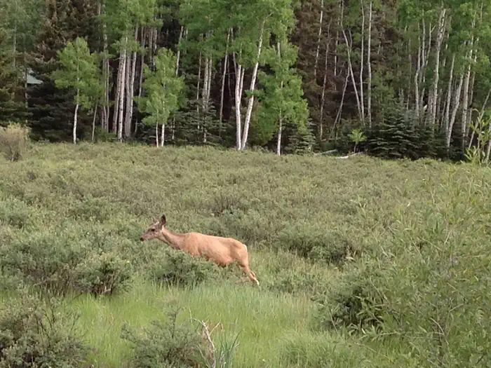ELK CREEK CAMPGROUND (RIO GRANDE NF) photo 4