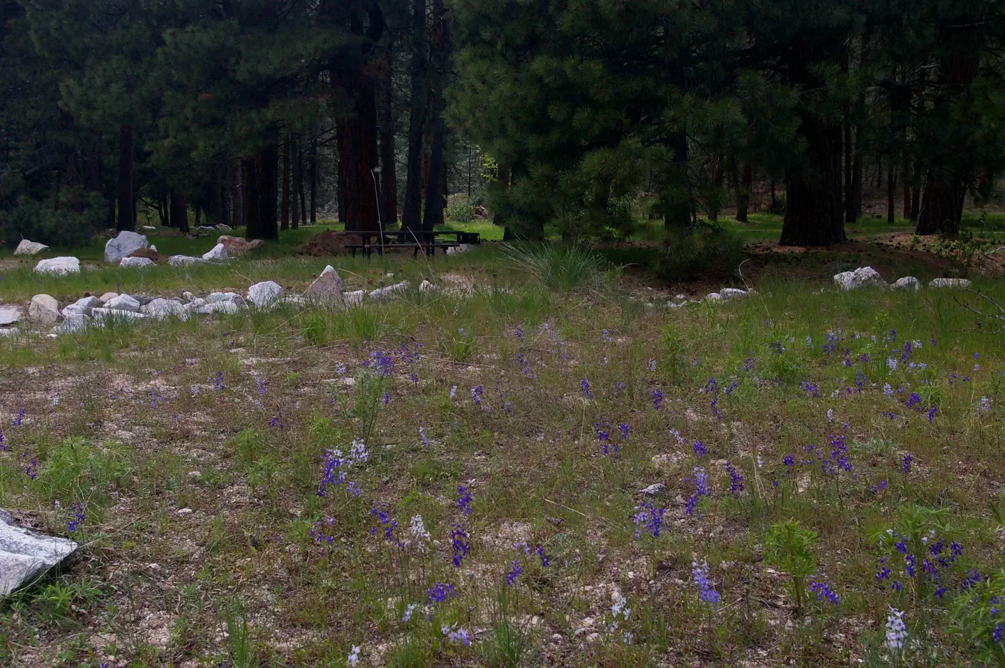 ELKS FLAT CAMPGROUND photo 4