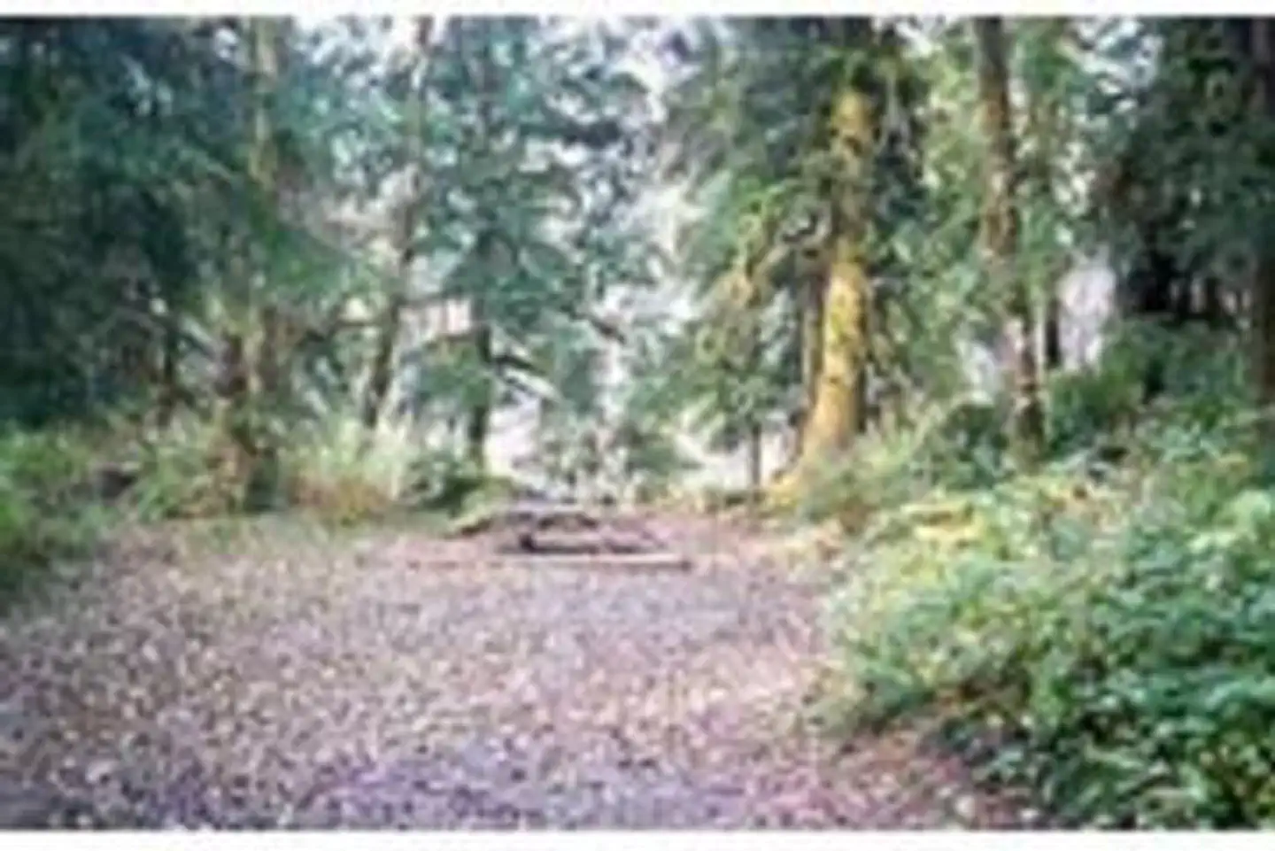 Esswine Group Camp photo 5