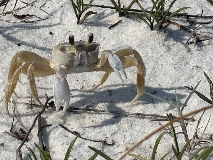 FORT PICKENS CAMPGROUND photo 5
