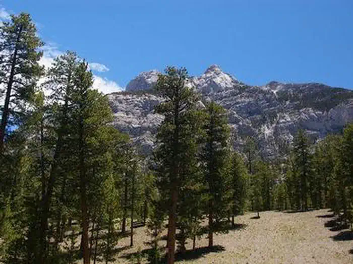FOXTAIL GRP PICNIC AREA photo 2