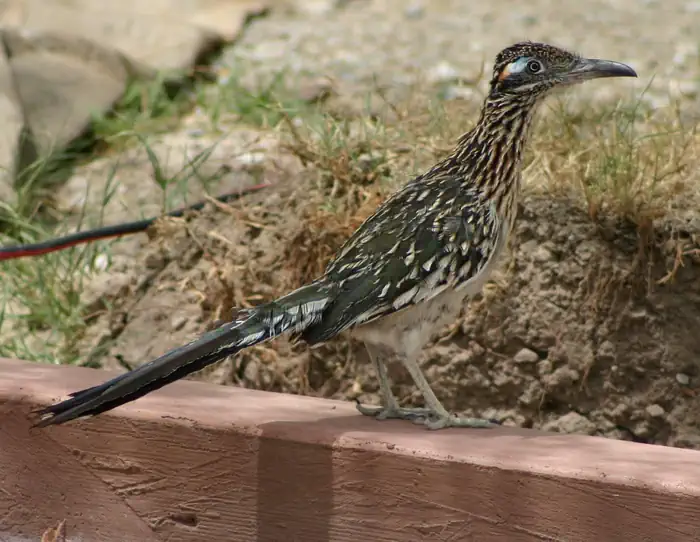 Furnace Creek Campground photo 3