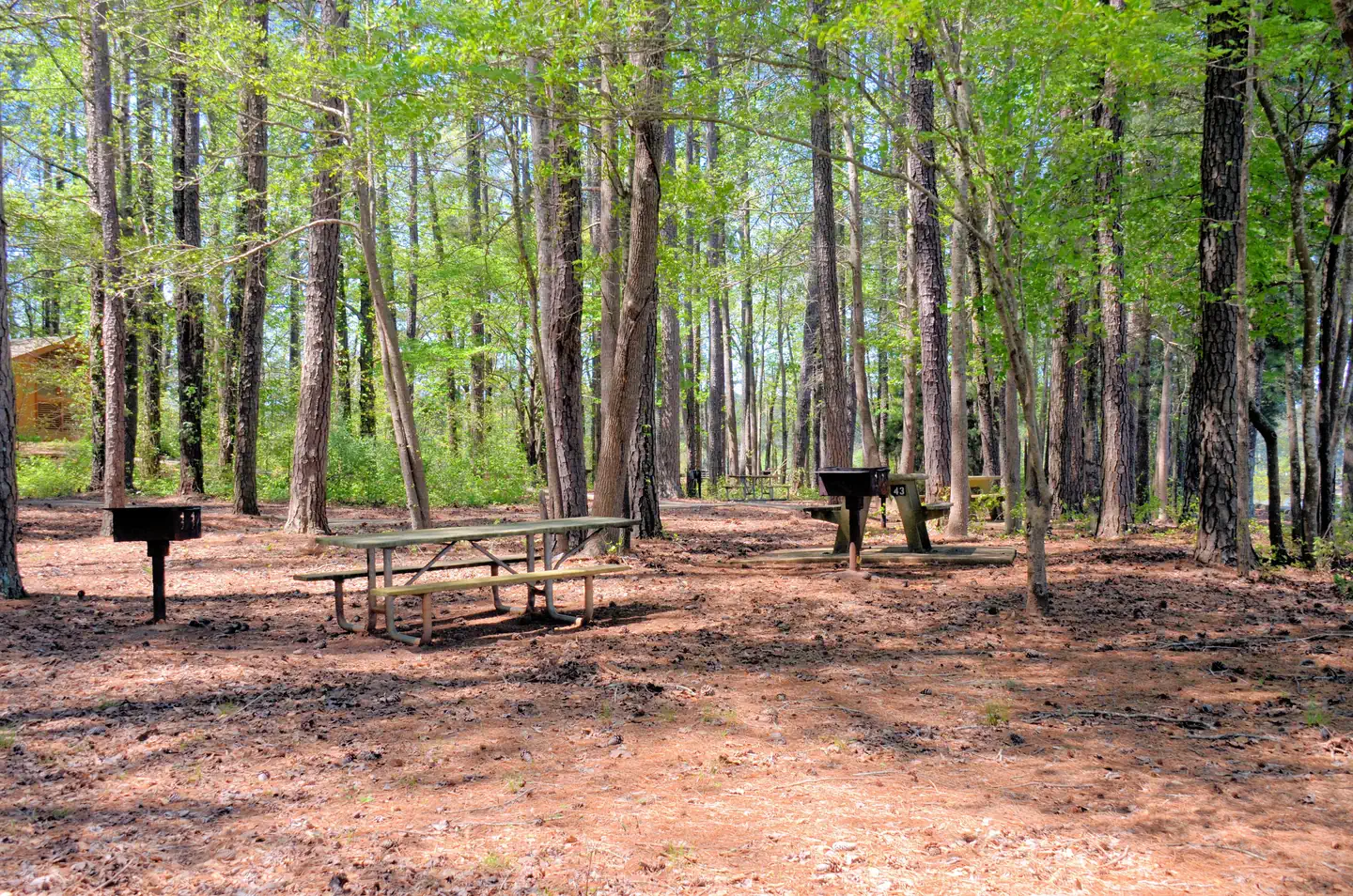 GALT'S FERRY DAY USE AREA (GA) photo 3