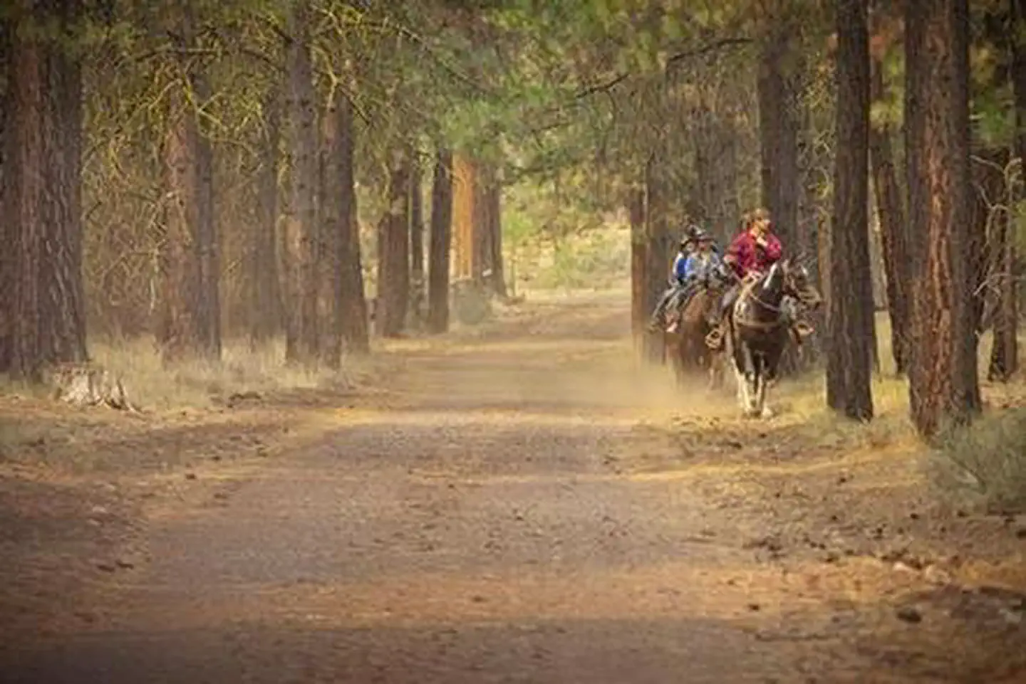 GRAHAM CORRAL HORSE CAMPGROUND photo 2