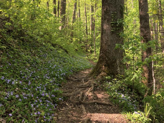Great Smoky Mountains Backcountry Permits photo 2