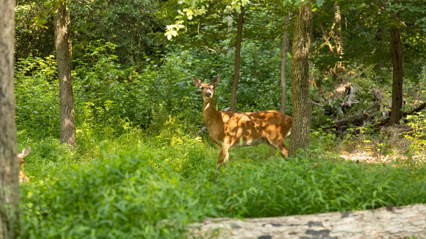 GREENBELT PARK PICNIC AREAS photo