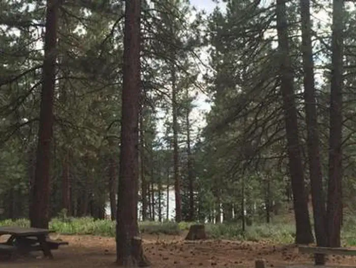GRIZZLY photo 2