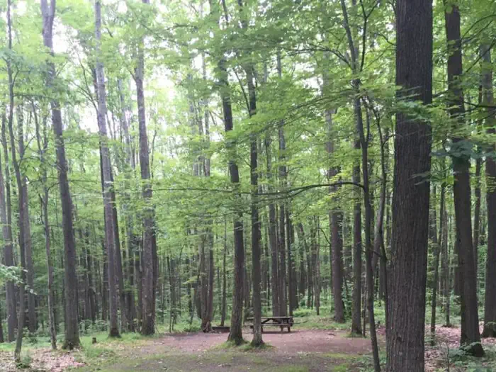 Handsome Lake Boat Access Campground photo 2