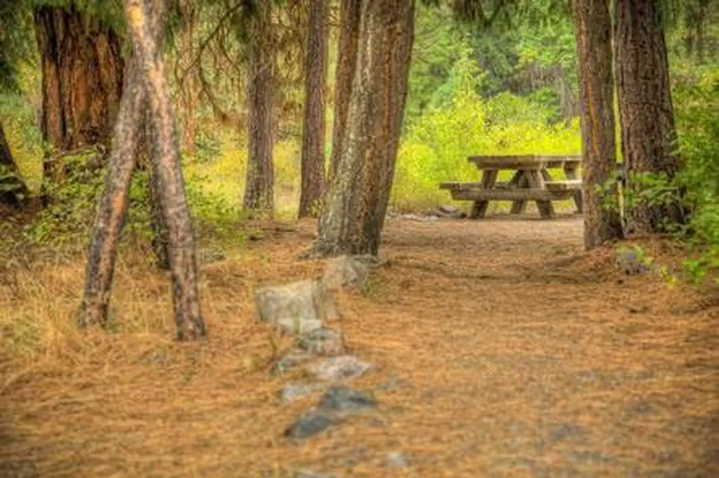 Hause Creek Campground photo 4