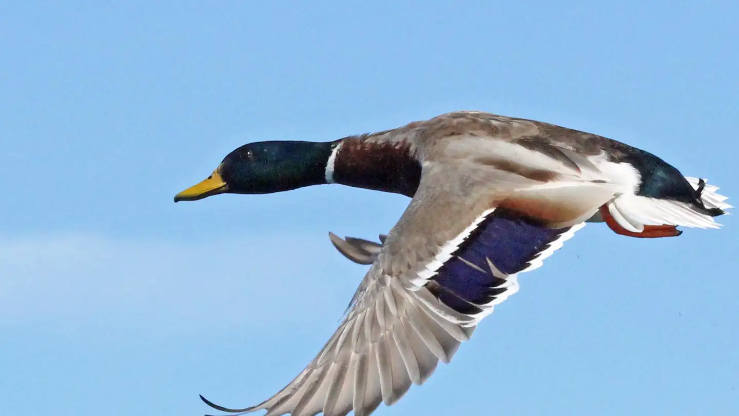 Havasu NWR Waterfowl Hunt - Pintail Slough Management Area photo