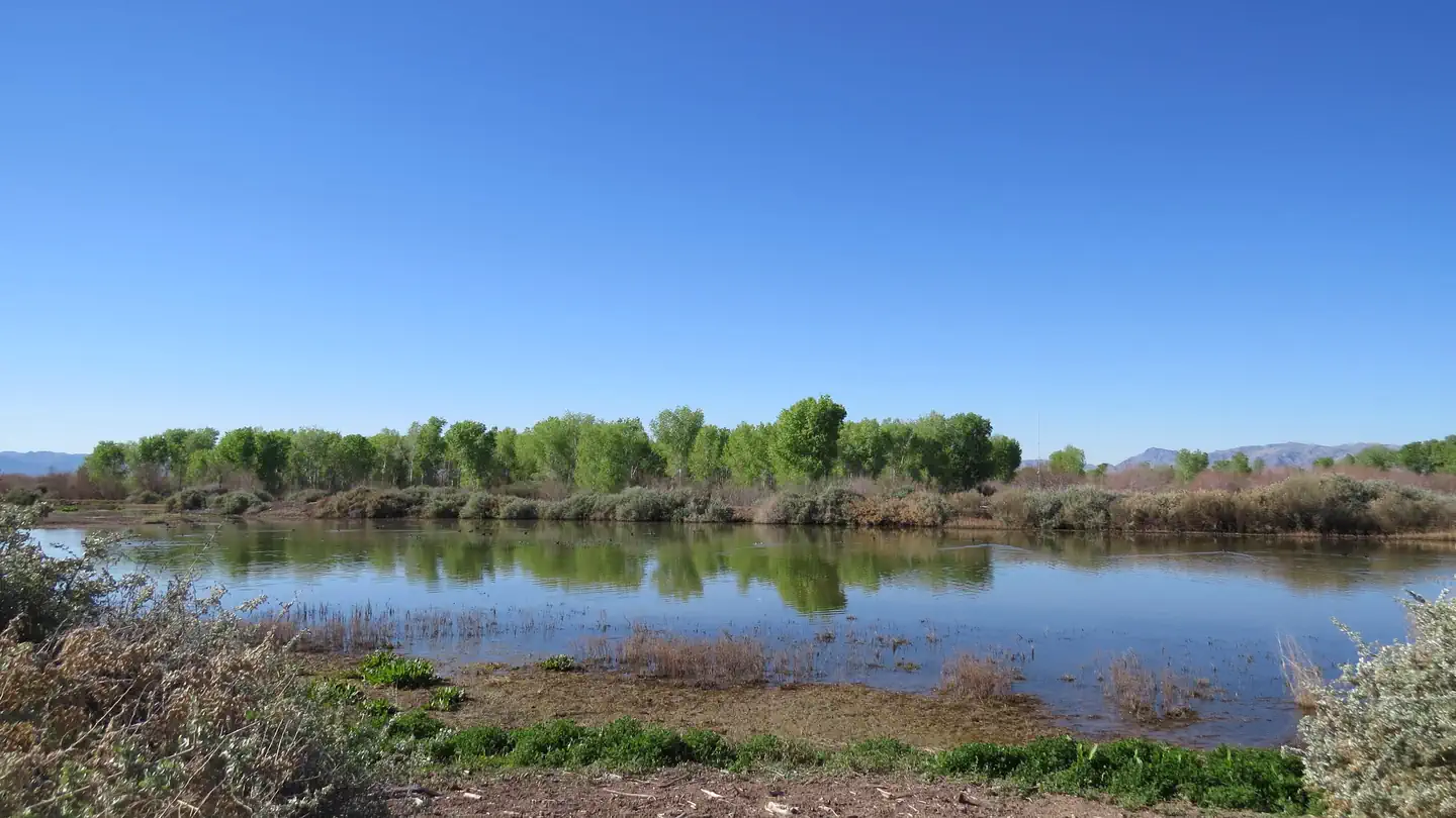 Havasu NWR Waterfowl Hunt - Pintail Slough Management Area photo 3