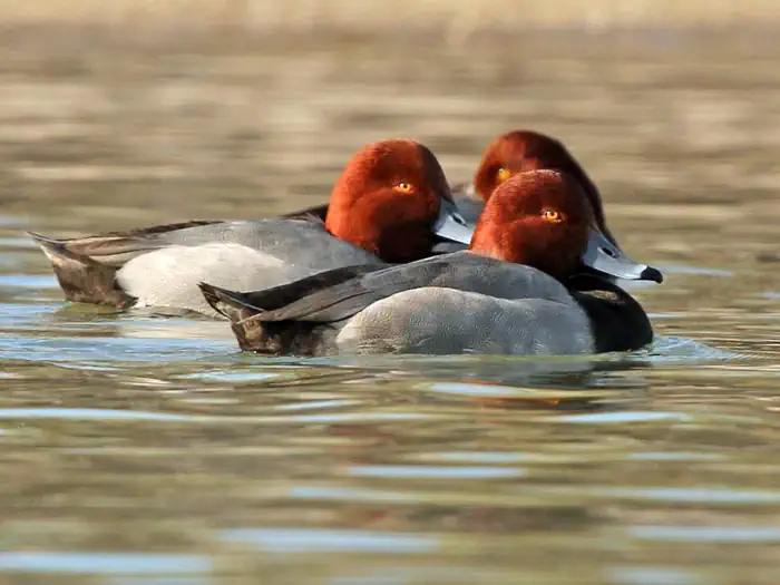 Havasu NWR Waterfowl Hunt - Pintail Slough Management Area photo 4