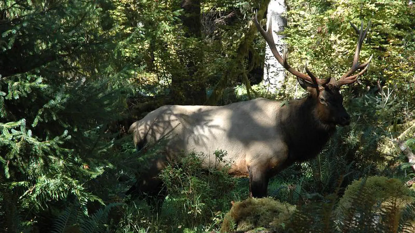 Hoh Rainforest Campground photo