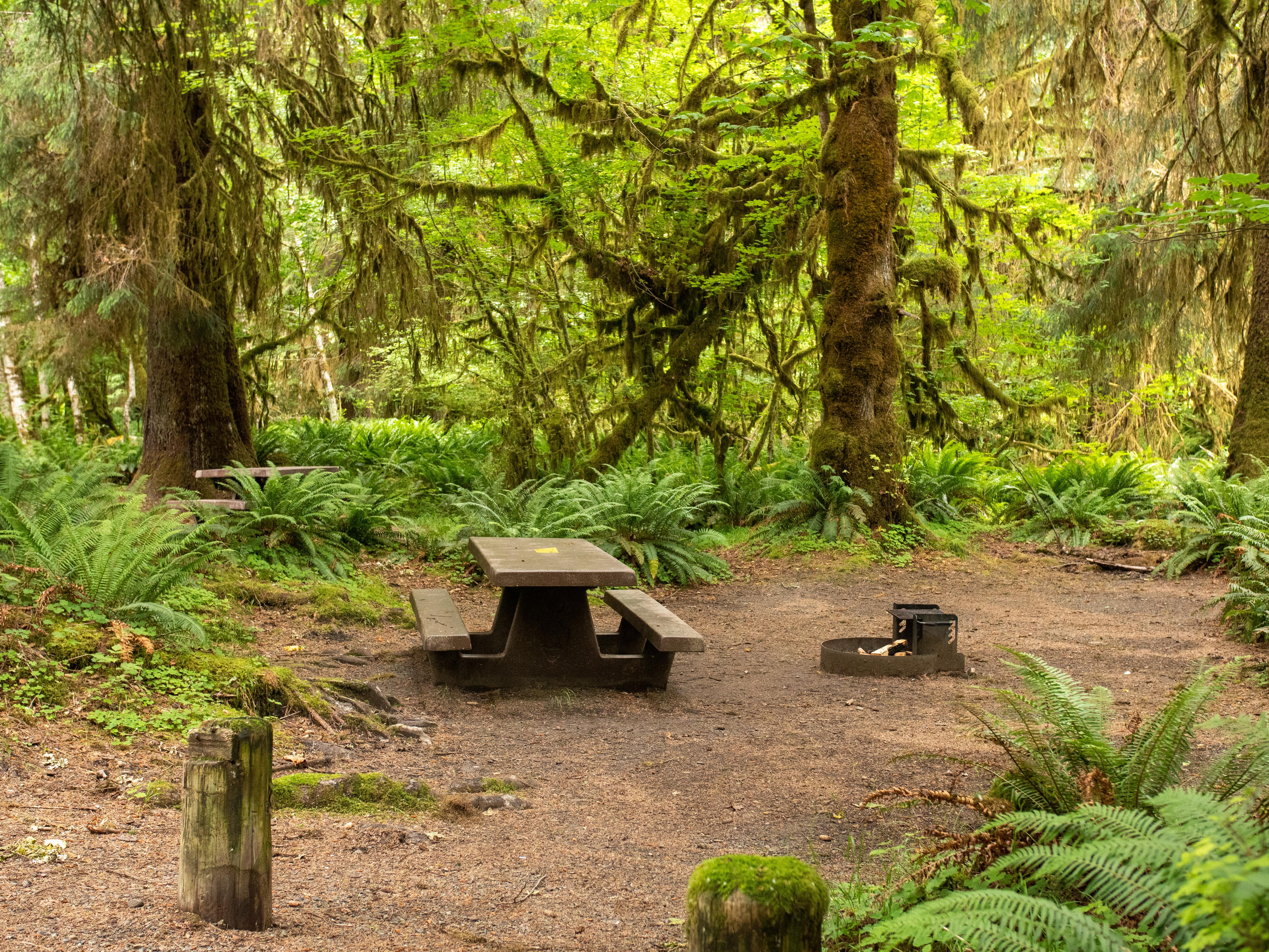Hoh Rainforest Campground photo 3