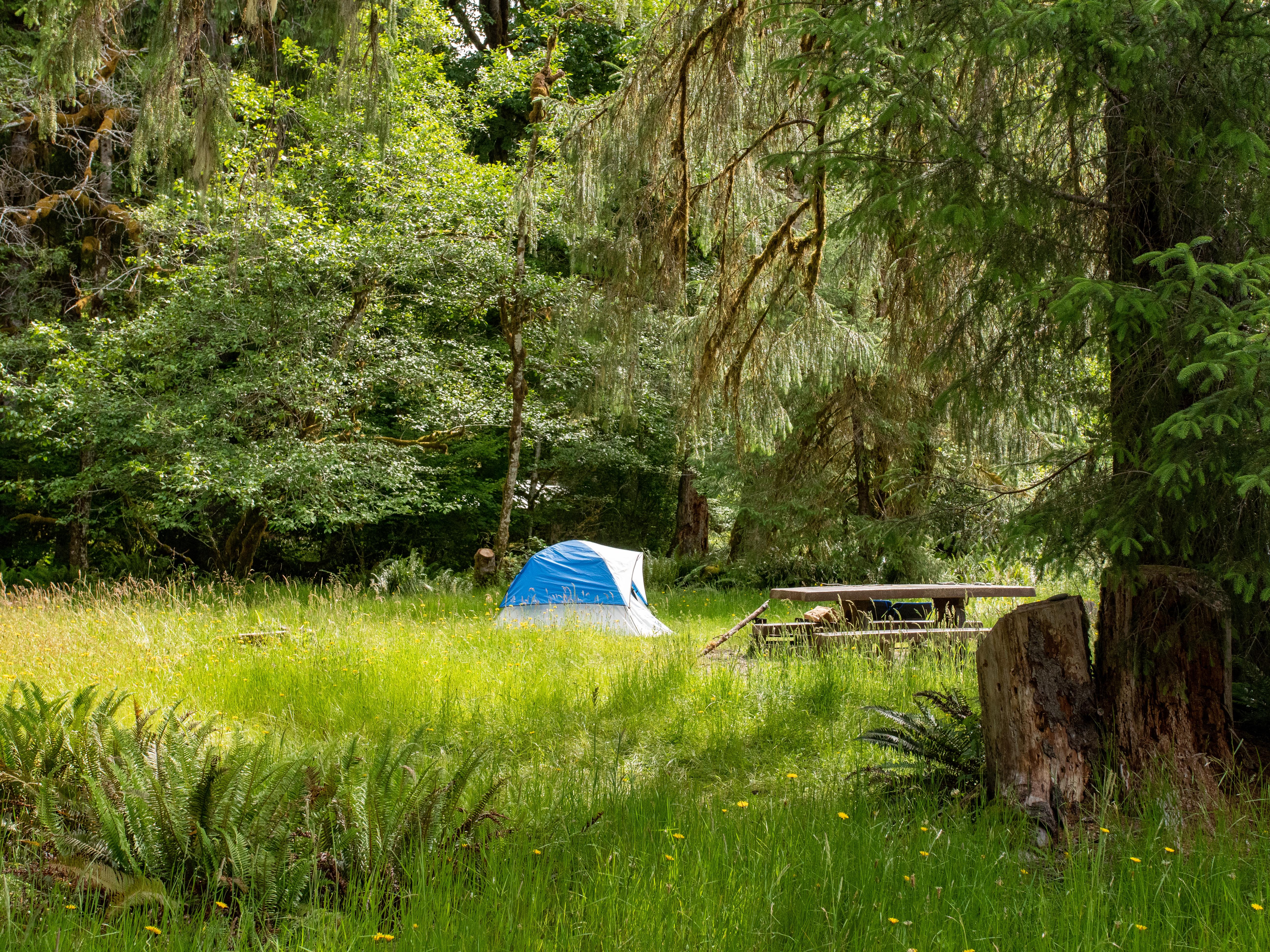 Hoh Rainforest Campground photo 4