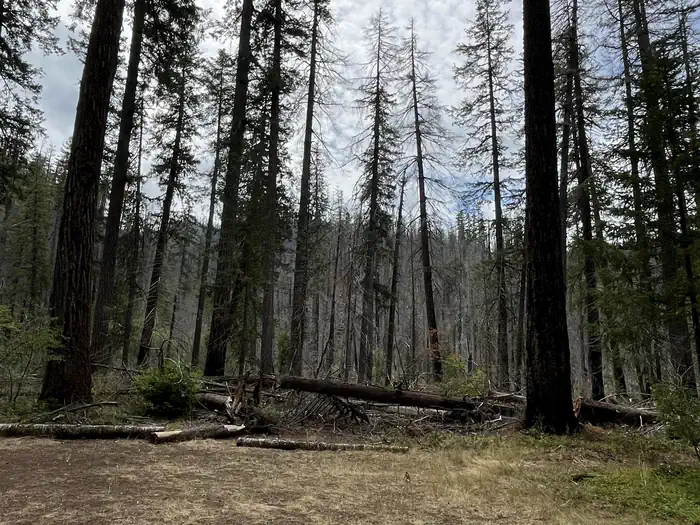 HUMBUG CAMPGROUND photo 2